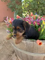 Corgipoos male 2, a male Pembroke Welsh Corgi for sale in Williams, AZ – 2 of 5