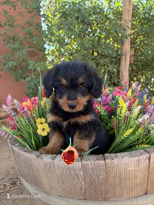 Corgipoo. Male 1 – Pembroke Welsh Corgi puppy for sale in Williams, AZ