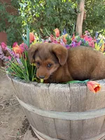 Red Corgipoo , a male Pembroke Welsh Corgi for sale in Williams, AZ – 4 of 6