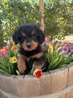 Corgipoo. Male 1, a male Pembroke Welsh Corgi for sale in Williams, AZ – 2 of 5