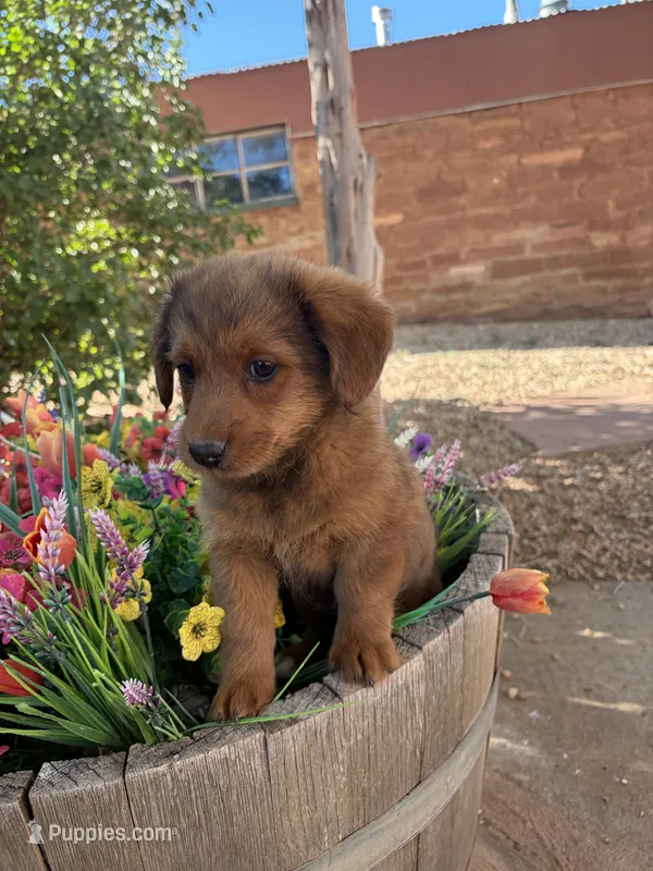 Red Corgipoo  – Pembroke Welsh Corgi puppy for sale in Williams, AZ