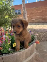 Red Corgipoo , a male Pembroke Welsh Corgi for sale in Williams, AZ – 1 of 6