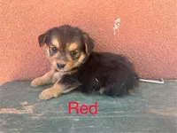 Corgipoo RED, a male Pembroke Welsh Corgi and Poodle - Toy  for sale in Williams, AZ – Photo 2 of 7