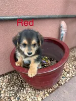 Corgipoo RED, a male Pembroke Welsh Corgi and Poodle - Toy  for sale in Williams, AZ – Photo 1 of 7