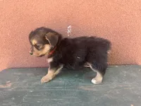 Corgipoo RED, a male Pembroke Welsh Corgi and Poodle - Toy  for sale in Williams, AZ – Photo 4 of 7