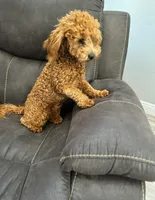 Corgipoo RED, a male Pembroke Welsh Corgi and Poodle - Toy  for sale in Williams, AZ – Photo 6 of 7