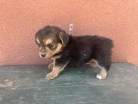 Corgipoo RED, a male Pembroke Welsh Corgi and Poodle - Toy  for sale in Williams, AZ – Photo 3 of 7