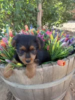 Corgipoos male 2, a male Pembroke Welsh Corgi for sale in Williams, AZ – 3 of 5
