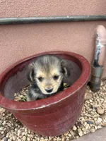 Corgipoo LIGHT BLUE, a male Pembroke Welsh Corgi and Poodle - Toy  for sale in Williams, AZ – Photo 7 of 7