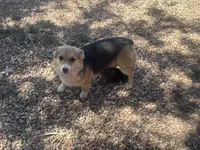 Corgipoo LIGHT BLUE, a male Pembroke Welsh Corgi and Poodle - Toy  for sale in Williams, AZ – Photo 6 of 7