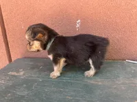 Corgipoo LIGHT BLUE, a male Pembroke Welsh Corgi and Poodle - Toy  for sale in Williams, AZ – Photo 4 of 7