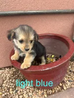 Corgipoo LIGHT BLUE, a male Pembroke Welsh Corgi and Poodle - Toy  for sale in Williams, AZ – Photo 1 of 7
