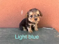 Corgipoo LIGHT BLUE, a male Pembroke Welsh Corgi and Poodle - Toy  for sale in Williams, AZ – Photo 2 of 7