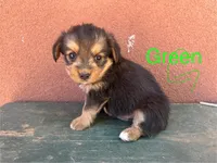 Corgipoo GREEN, a male Pembroke Welsh Corgi and Poodle - Toy  for sale in Williams, AZ – Photo 2 of 8