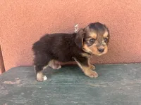 Corgipoo GREEN, a male Pembroke Welsh Corgi and Poodle - Toy  for sale in Williams, AZ – Photo 3 of 8