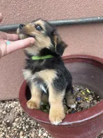 Corgipoo GREEN, a male Pembroke Welsh Corgi and Poodle - Toy  for sale in Williams, AZ – Photo 4 of 8