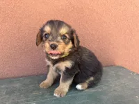 Corgipoo GREEN, a male Pembroke Welsh Corgi and Poodle - Toy  for sale in Williams, AZ – Photo 5 of 8