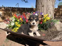 Female , a female Pembroke Welsh Corgi for sale in Williams, AZ – 2 of 4