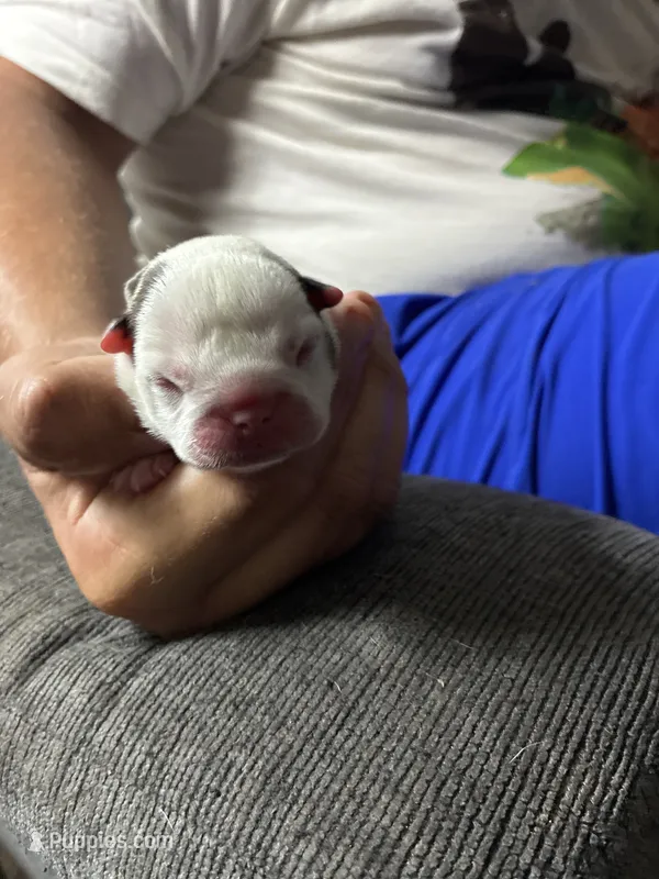 Andy – Boston Terrier puppy for sale in Pierceton, IN
