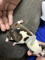 Andy, a male Boston Terrier for sale in Pierceton, IN – 6 of 6