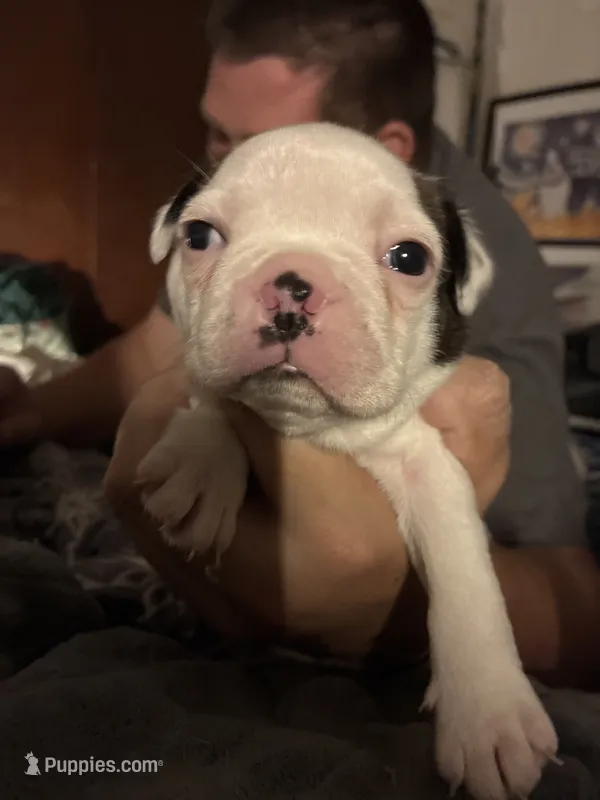 Woody – Boston Terrier puppy for sale in Pierceton, IN