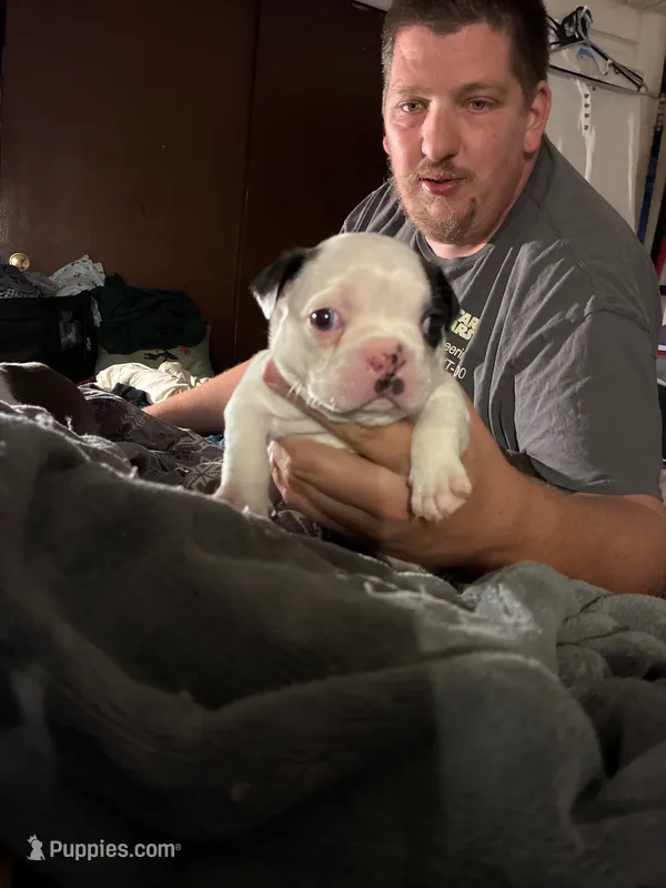 Bullseye – Boston Terrier puppy for sale in Pierceton, IN