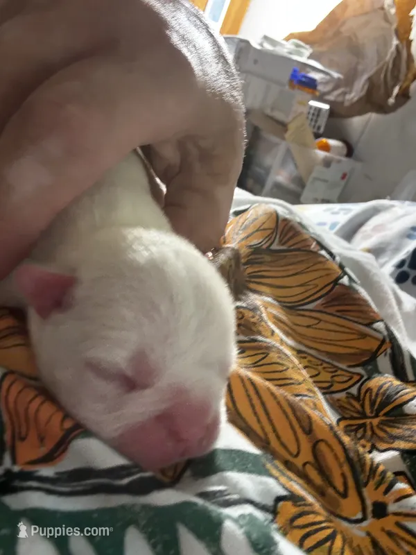 Daisy – Boston Terrier puppy for sale in Pierceton, IN
