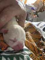 Daisy, a female Boston Terrier for sale in Pierceton, IN – 1 of 2