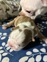 Sydney, a female Boston Terrier for sale in Pierceton, IN – 1 of 6