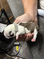 Andy, a male Boston Terrier for sale in Pierceton, IN – 2 of 6