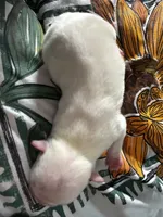 Daisy, a female Boston Terrier for sale in Pierceton, IN – 2 of 2