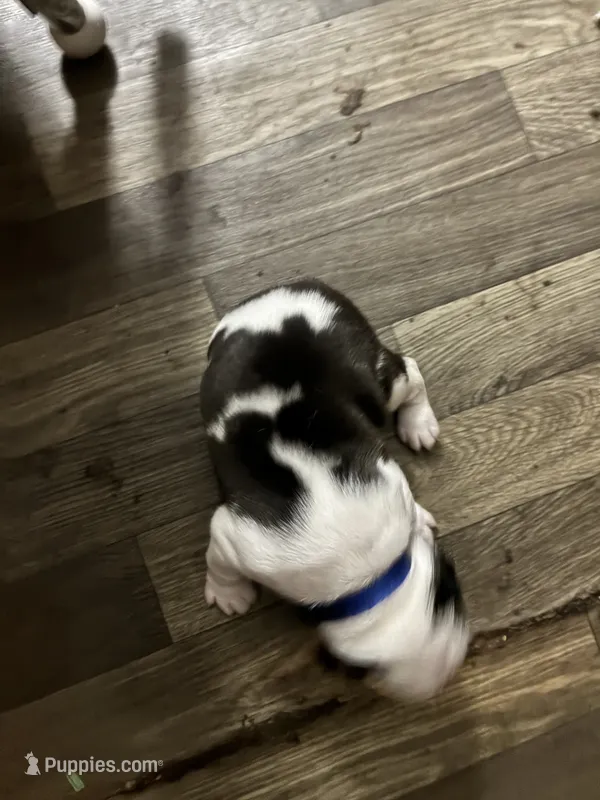 Bullseye – Boston Terrier puppy for sale in Pierceton, IN