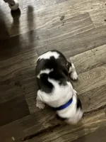 Bullseye, a  Boston Terrier for sale in Pierceton, IN – 1 of 2