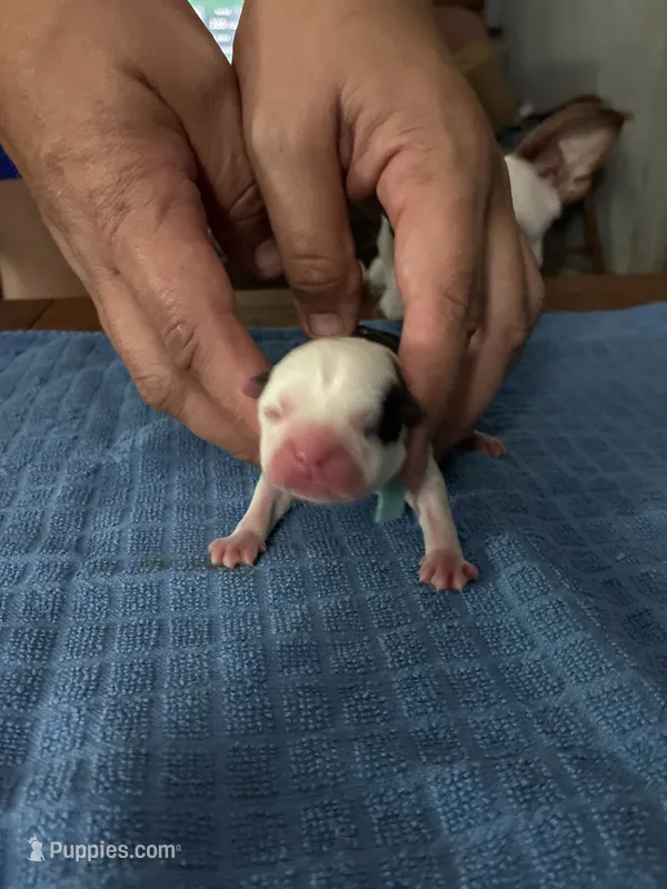 Bulleye – Boston Terrier puppy for sale in Pierceton, IN