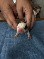 Bulleye, a male Boston Terrier for sale in Pierceton, IN – 1 of 7