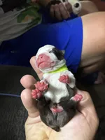 Buzz Lightyear, a male Boston Terrier for sale in Pierceton, IN – 4 of 6