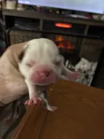 Woody, a male Boston Terrier for sale in Pierceton, IN – 1 of 6