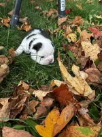 Bullseye, a  Boston Terrier for sale in Pierceton, IN – 2 of 2