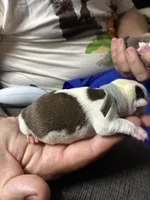 Andy, a male Boston Terrier for sale in Pierceton, IN – 3 of 6