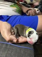 Buzz Lightyear, a male Boston Terrier for sale in Pierceton, IN – 3 of 6