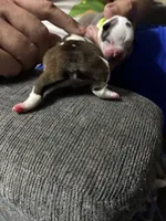 Andy, a male Boston Terrier for sale in Pierceton, IN – 4 of 6