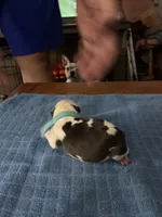 Bulleye, a male Boston Terrier for sale in Pierceton, IN – 2 of 7