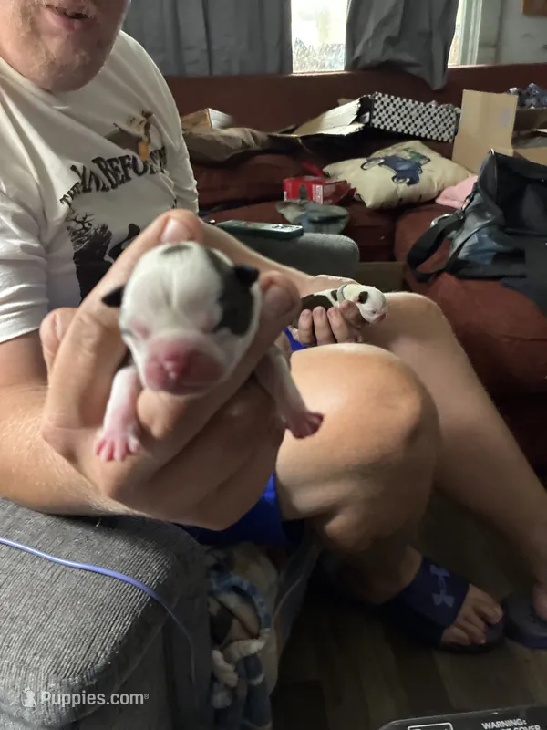 Buzz Lightyear – Boston Terrier puppy for sale in Pierceton, IN
