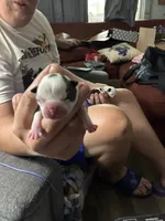 Buzz Lightyear, a male Boston Terrier for sale in Pierceton, IN – 1 of 6