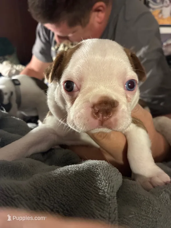Andy – Boston Terrier puppy for sale in Pierceton, IN