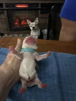 Bulleye, a male Boston Terrier for sale in Pierceton, IN – 7 of 7