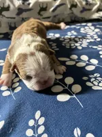 Sydney, a female Boston Terrier for sale in Pierceton, IN – 5 of 6