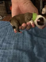 Ariel, a female Boston Terrier for sale in Pierceton, IN – 2 of 6
