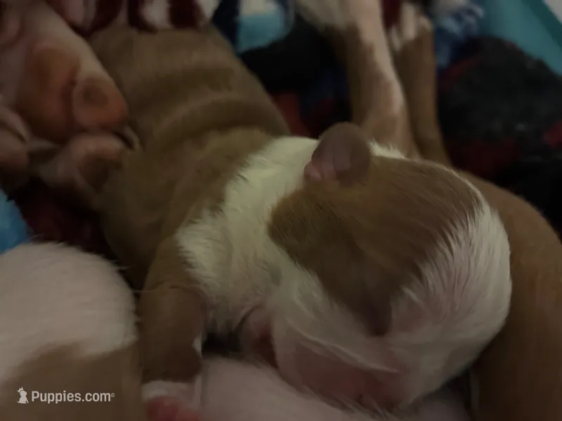 Noodle, a female Boston Terrier for sale in Pierceton, IN – 1 of 2