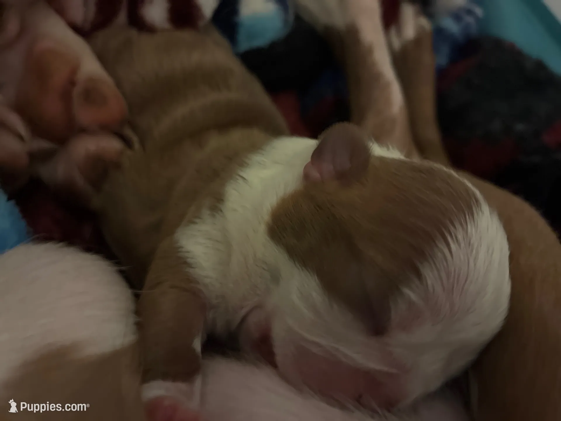 Noodle, a female Boston Terrier for sale in Pierceton, IN – 1 of 2